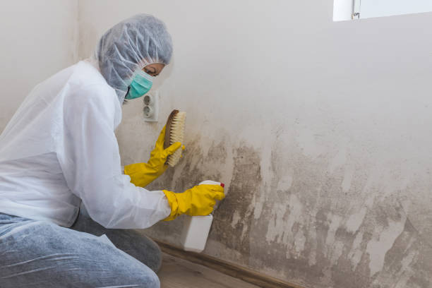 Best HVAC Mold Remediation in Hayden, ID