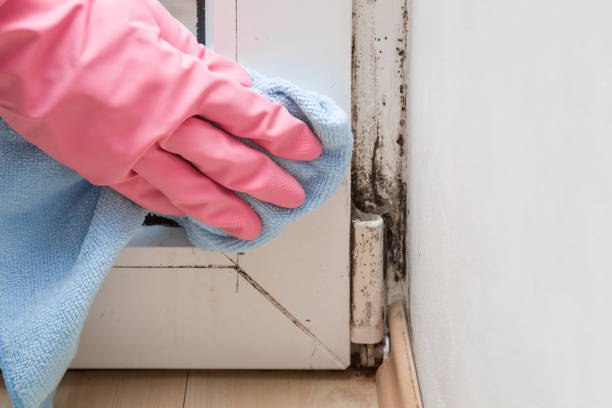 Best DIY Mold Remediation Support Services in Hayden, ID